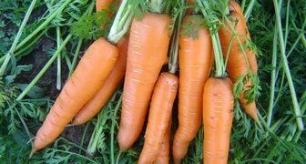 Урожай моркови при правильном выращивании