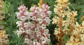 Заразиха (лат. Orobanche)