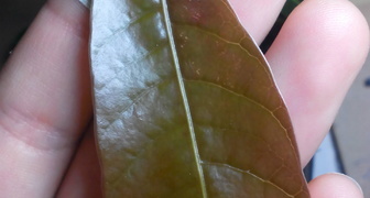 Пятна на листьях манго фото