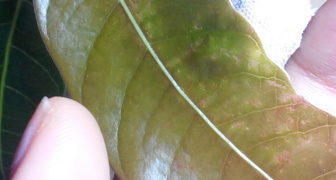 Пятна на листьях манго фото