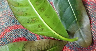 Тёмные пятна листьях манго фото