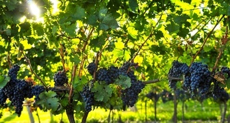 Чем подкормить виноград после цветения чтобы повысить урожайность