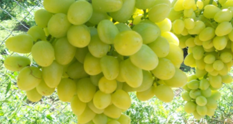 Виноград Аркадия: описание сорта, фото, специфика выращивания