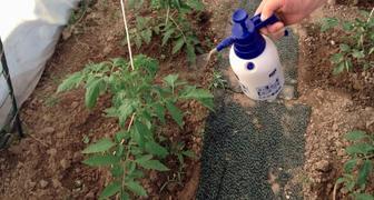 Йод для растений в огороде: удобрение, стимулятор и защита от болезней