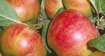 Осенние сорта яблони для Подмосковья, Коричное новое