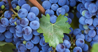 Виноград Изабелла - описание сорта, фото, особенности выращивания
