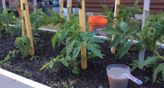 Дрожжевая подкормка для помидор и огурцов - рецепты и их применение