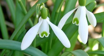 День подснежника - приветствуем весну и защищаем цветы от исчезновения