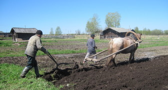 Кузьма Огородник - сеем корнеплоды в огороде и предсказываем заморозки