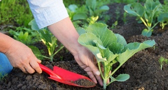 Мавра Рассадница - готовим щи из полезной зелени и высаживаем капусту