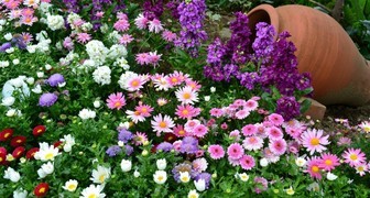 Цветы в саду - создаем цветник из красивых и не привередливых растений