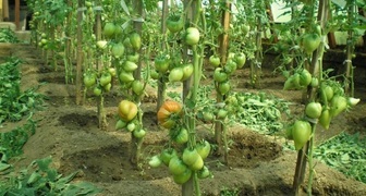 Выращивание помидоров без листвы - формирование томата по Гавришу