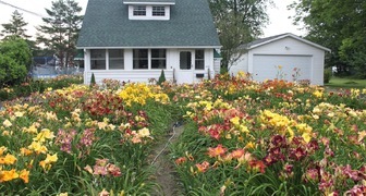 Фото Лилии в саду: фото, сорта, уход за цветами