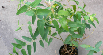 Эвкалипт лимонный - выращивание из семян, применение в медицине