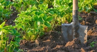Что можно сажать после клубники, и как быстро восстановить почву