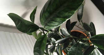 Скрученные листья цитрофортунелы каламондин фото