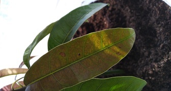 Мелкие темно-коричневые пятна на деревце манго фото