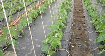 Выращиваем огурцы под пленкой - экономим время и воду