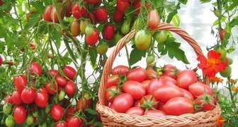 Подкормка и обработка помидор без химии