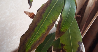 Почему ржавеют листья на манго? фото