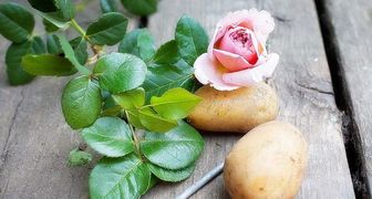 Выращиваем розы в картошке - лучше приживаемость, обильнее цветение