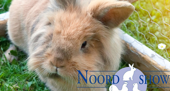 В Нидерландах на выставке Noordshow 2020 покажут очень редких животных