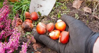 Когда выкапывать тюльпаны после цветения: сроки и особенности хранения