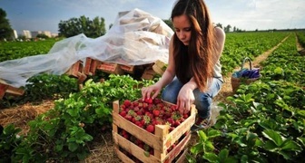 Сбор и заготовка клубники на Кирилла