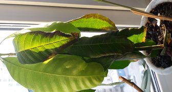 Чернеют листья манго фото