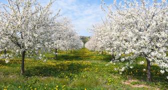 Абрикосовый сад: особенности выращивания