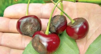 Антракноз или горькая гниль вишни