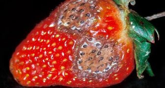 Признаки Антракноза на ягодах клубники