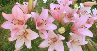 Азиатские лилии нежны и прекрасны, но совершенно не пахнут
