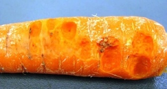 Бактериоз моркови - заболевание, которое возникает из-за неправильного ухода