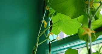 Лучшие сорта огурцов для выращивания в домашних условиях - Балконный F1