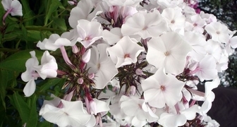 Бело-розовые цветки флокса Белоснежка украсят любой участок