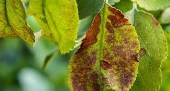 Болезнь листьев голубики при недостатке фосфора