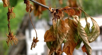 Болезнь вишни монилиоз - увядание цветков и листьев