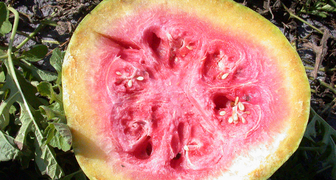 Болезни арбузов приводят к потере урожая и порче плодов