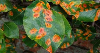 Болезни черешни - фото симптомов ржавчины