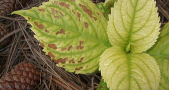 Болезни гортензии - хлороз листьев