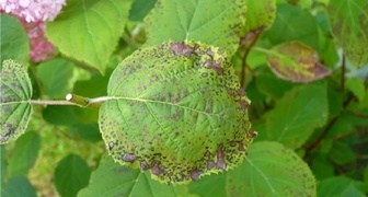 Болезни гортензии садовой - сухое почернение листьев