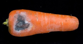 Болезни моркови и борьба с ними, фото сухой гнили