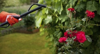 Обработка плетистых роз от мучнистой росы