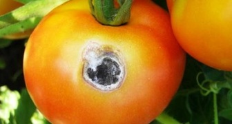 Болезни помидоров фото и их лечение