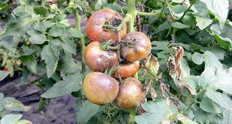 Грибковые болезни помидоров и борьба с ними фото: фитофтороз