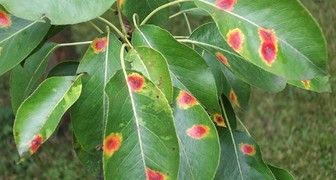 Болезни вишни - коккомикоз на листьях