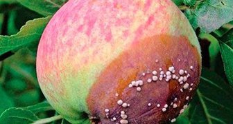Болезни яблонь: плодовый монилиоз