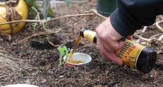 Как бороться со слизняками в огороде с помощью пивных ловушек