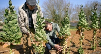 Уборка урожая брюссельской капусты